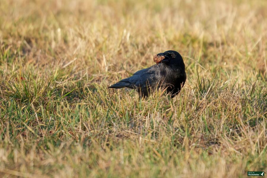 A crow stands in a grassy field holding a nut in its beak.