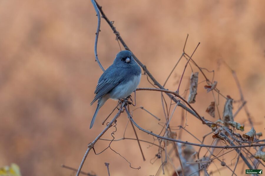 A small bird with a dark gray head and back sits on a bare branch against a blurred brownish background.