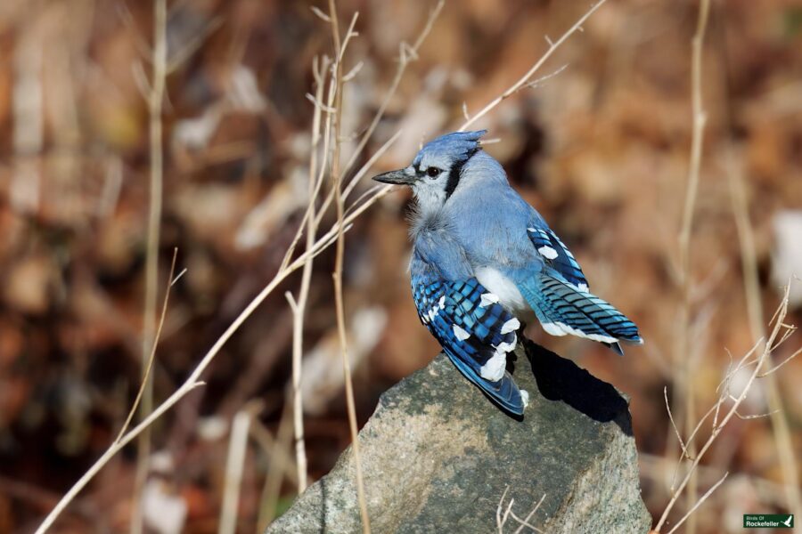 A blue jay perched on a rock amid dry branches and brown leaves.