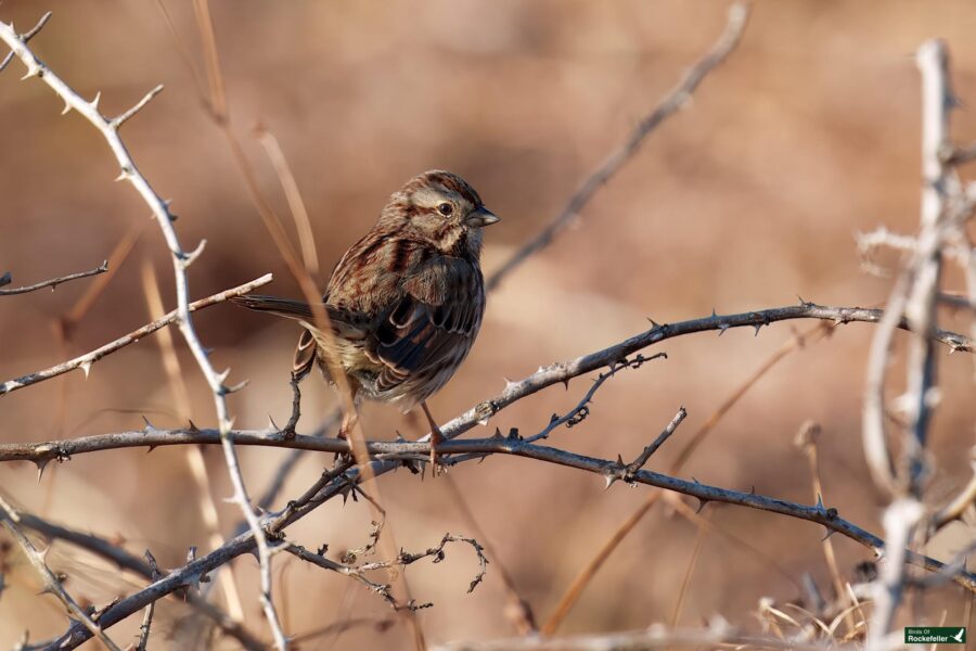 A small brown sparrow perched on a thorny branch against a blurred brown background.