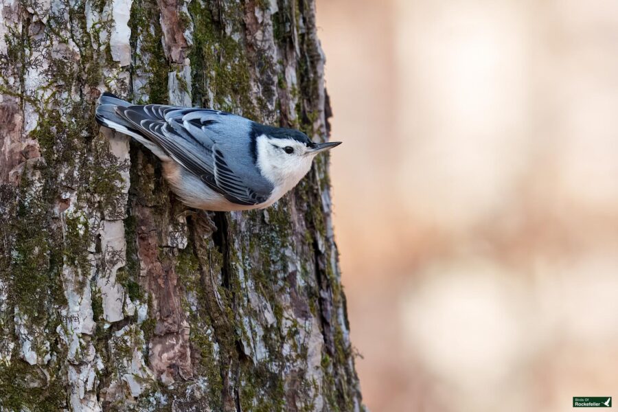 A small bird clings to the bark of a tree, blending in with its surroundings.