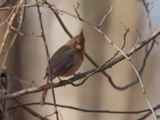 BOR - 11-25-2024 - 0191920 A Northern Cardinal perches on a tree branch surrounded by leafless twigs.