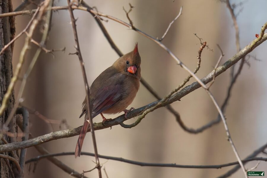 A Northern Cardinal perches on a tree branch surrounded by leafless twigs.