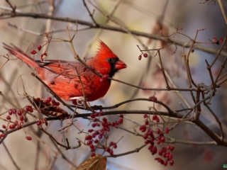BOR - 11-25-2024 - 0221920 A male cardinal perched on a branch with red berries.