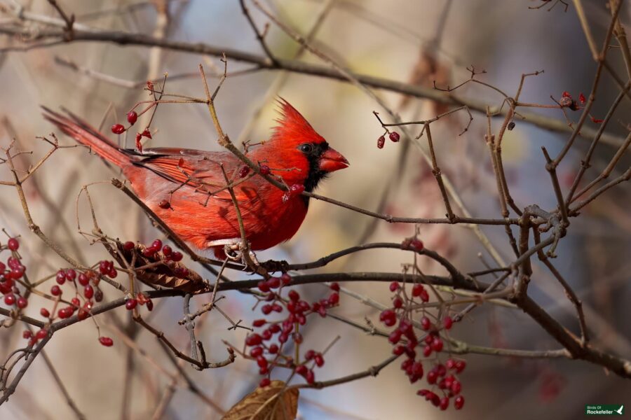 A male cardinal perched on a branch with red berries.