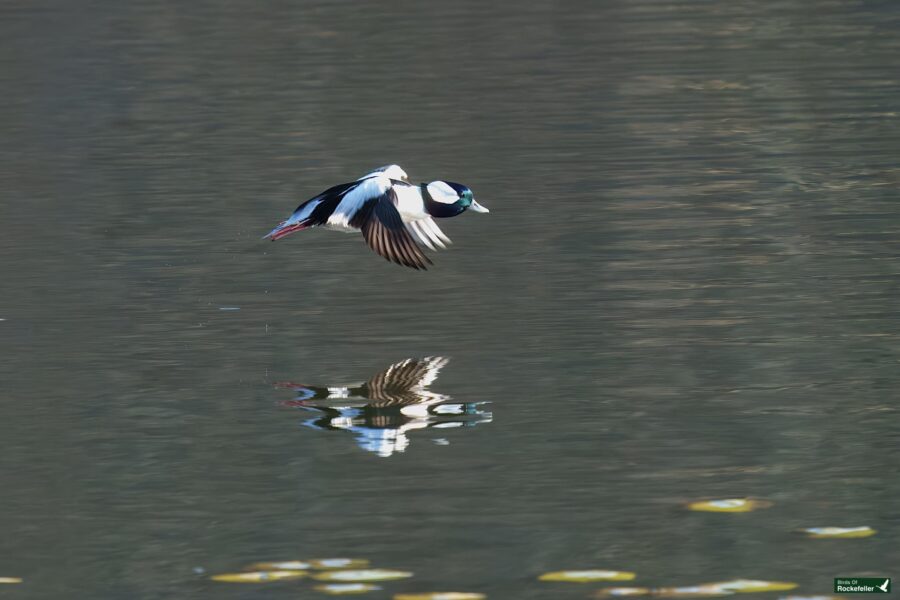 A duck in flight skims low over a reflective body of water, casting a clear reflection.