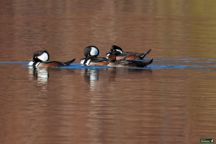 Four hooded mergansers are swimming together on a calm body of water.