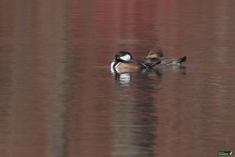 Two hooded mergansers swimming on a calm, reflective body of water with reddish-brown tones.