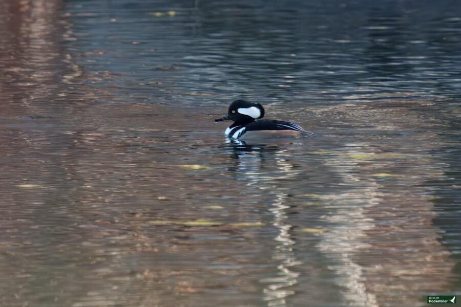 A male hooded merganser swims on a reflective, rippling body of water with subtle lighting.