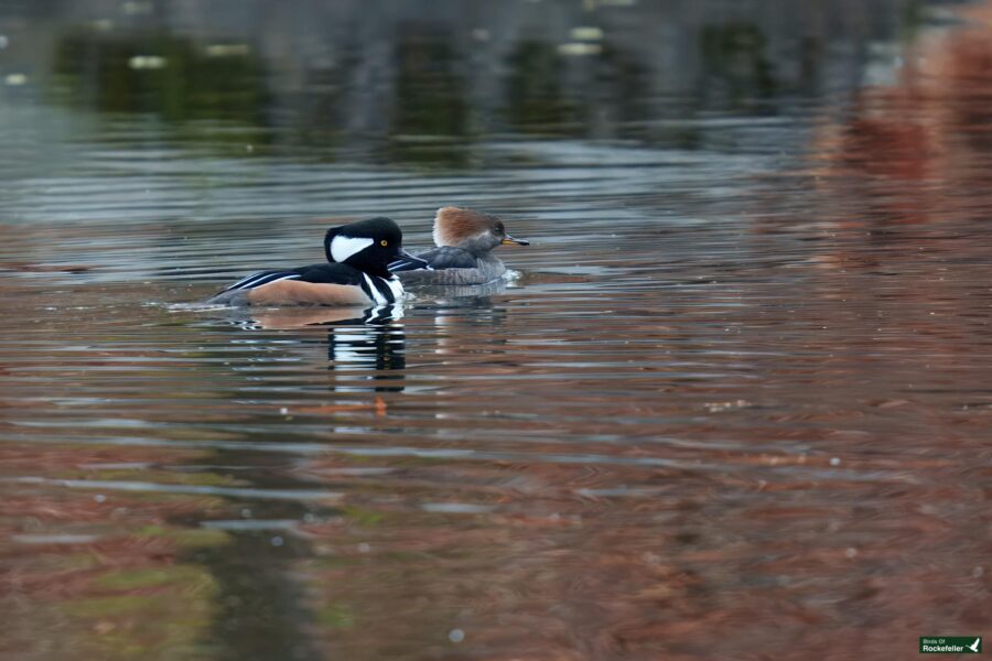 Two hooded mergansers swim in a body of water, with reflections of trees visible on the surface.