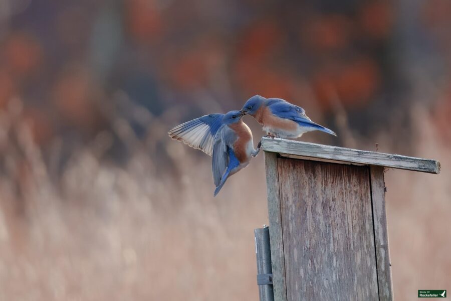 Two bluebirds interacting on a wooden birdhouse against a soft-focus natural background.