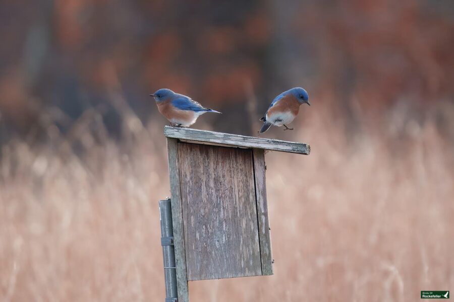 Two bluebirds perched on a weathered wooden birdhouse against a blurred natural background.