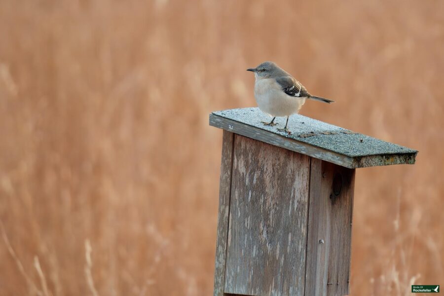 A small bird perched on a wooden birdhouse against a background of tall dry grass.