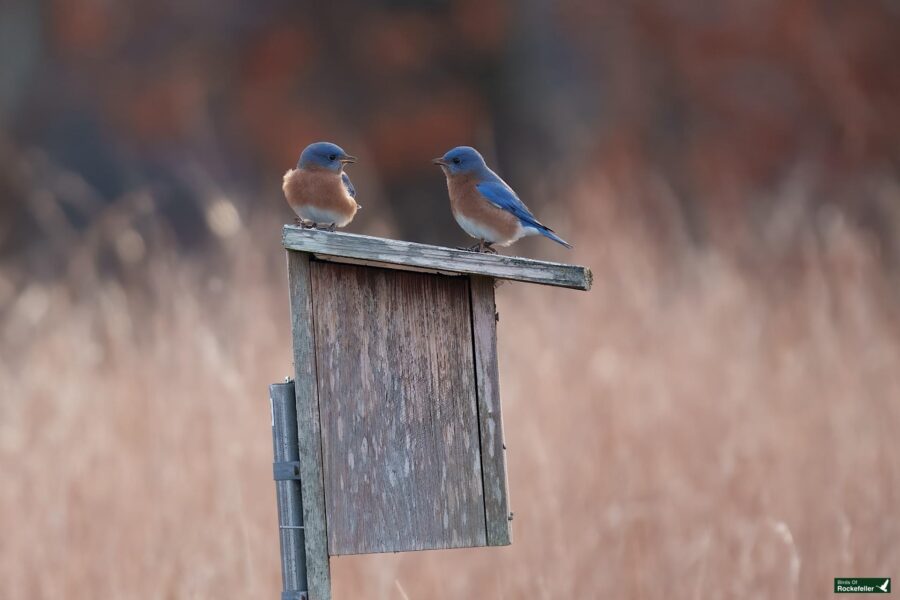 Two bluebirds perched on a weathered wooden birdhouse against a blurred natural background.