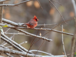 BOR - 11-27-2024 - 0111920 A red cardinal perched on leafless branches with a blurred background.
