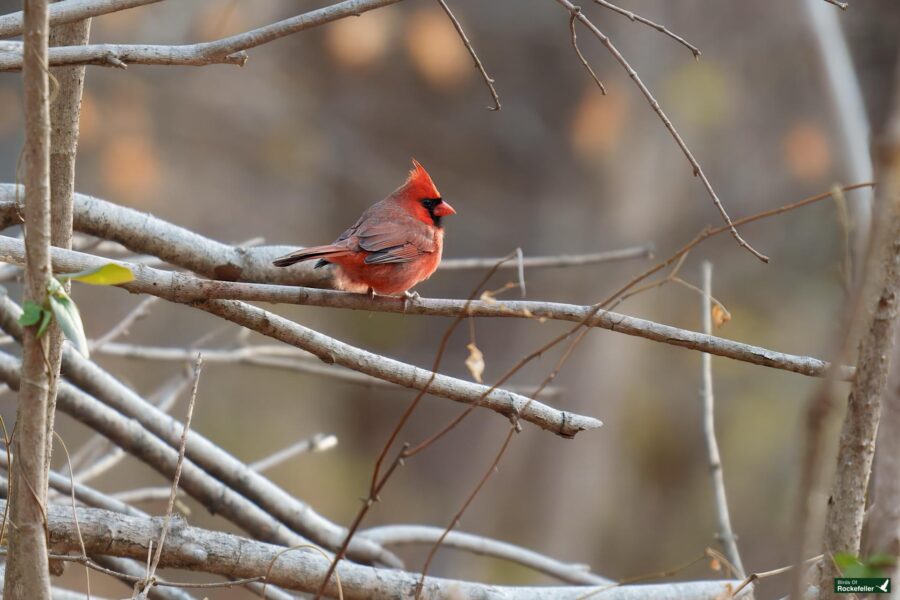 A red cardinal perched on leafless branches with a blurred background.