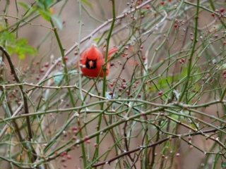 BOR - 11-29-2024 - 0031920 A vibrant red cardinal perched amidst bare branches and small red berries.