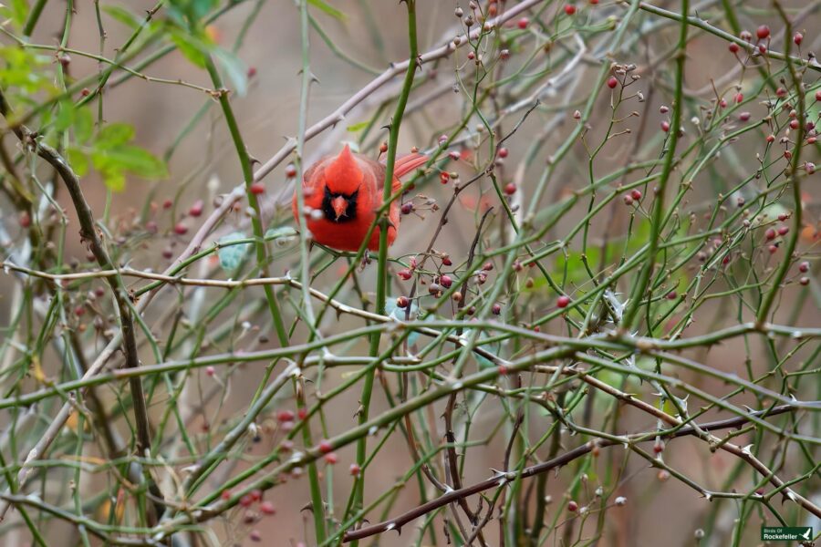 A vibrant red cardinal perched amidst bare branches and small red berries.