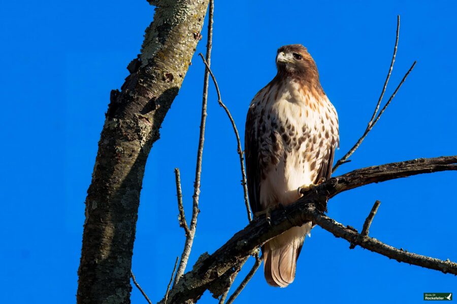 A hawk perched on a tree branch against a clear blue sky.