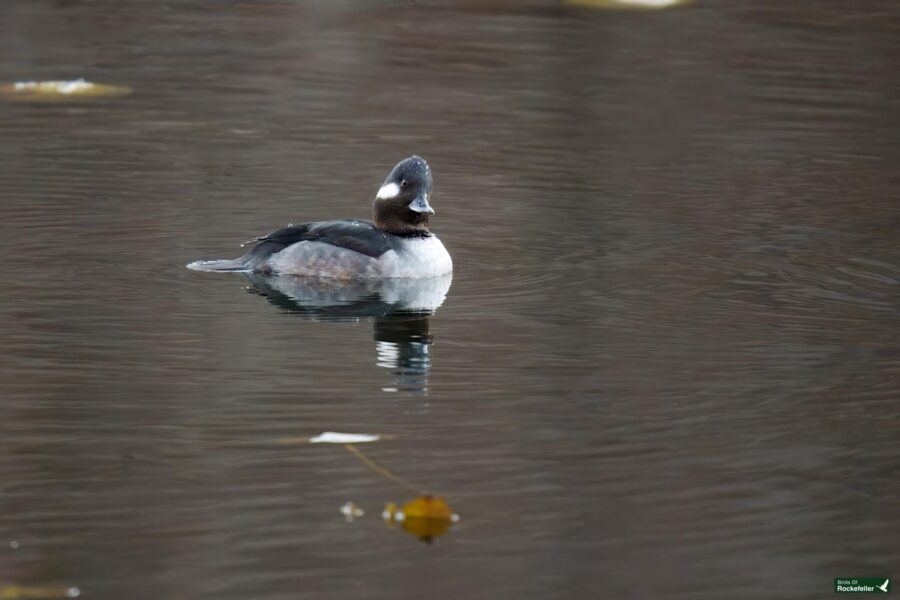 A bufflehead duck with black and white plumage floats on calm water, with a few leaves nearby.