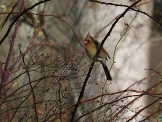 BOR - 12-02-24 - 0231920 A female cardinal perches on a branch amidst a tangle of thin, leafless twigs and small berries.