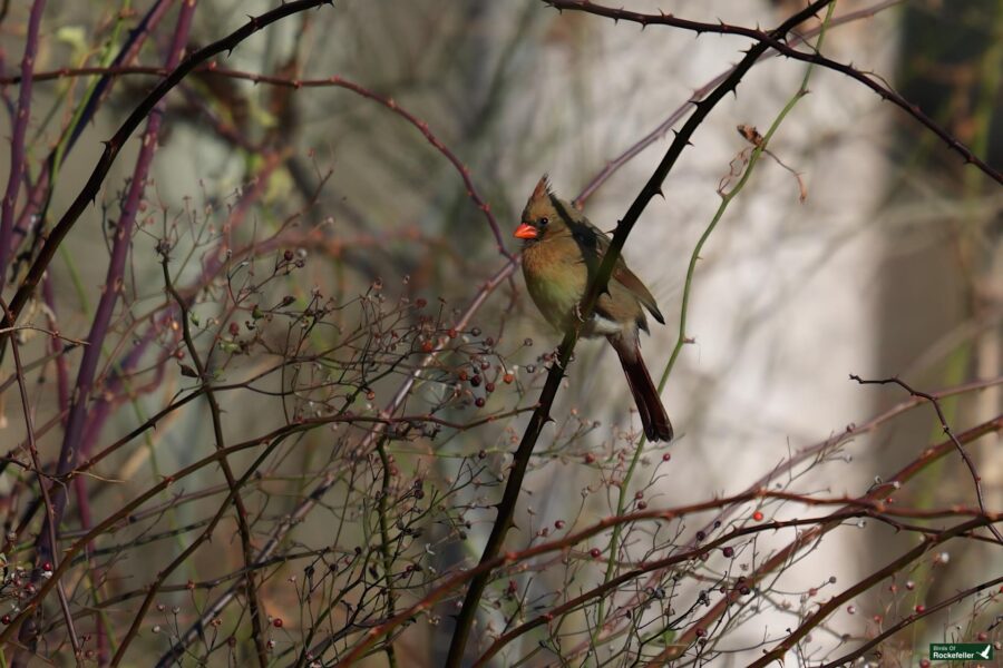 A female cardinal perches on a branch amidst a tangle of thin, leafless twigs and small berries.