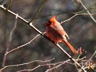 BOR - 12-02-24 - 0301920 A red cardinal perched on a leafless branch with a blurred background.
