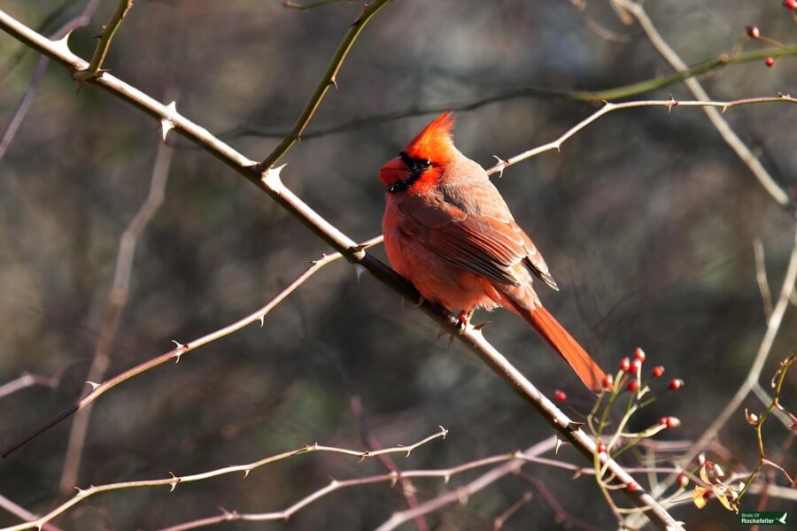 A red cardinal perched on a leafless branch with a blurred background.