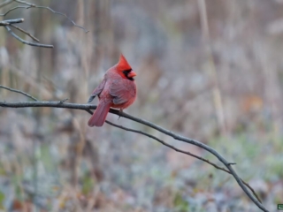 BOR - 12-02-24 - 0311920 A red cardinal perched on a thin branch in a natural setting.