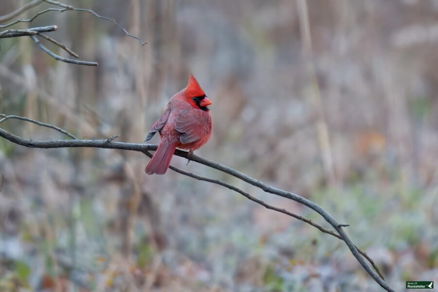 A red cardinal perched on a thin branch in a natural setting.