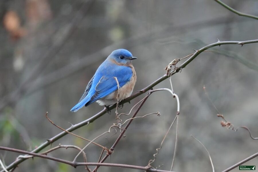 A bluebird perched on a thin, leafless branch with a blurred, natural background.