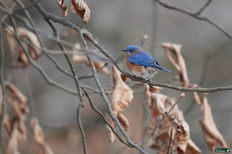 A bluebird perched on a branch with dried leaves in a forest setting.