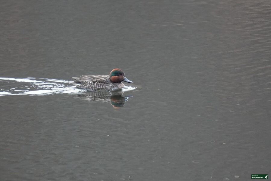 A green-winged teal duck with a brown head and grey body swims on calm water, leaving a small wake behind.