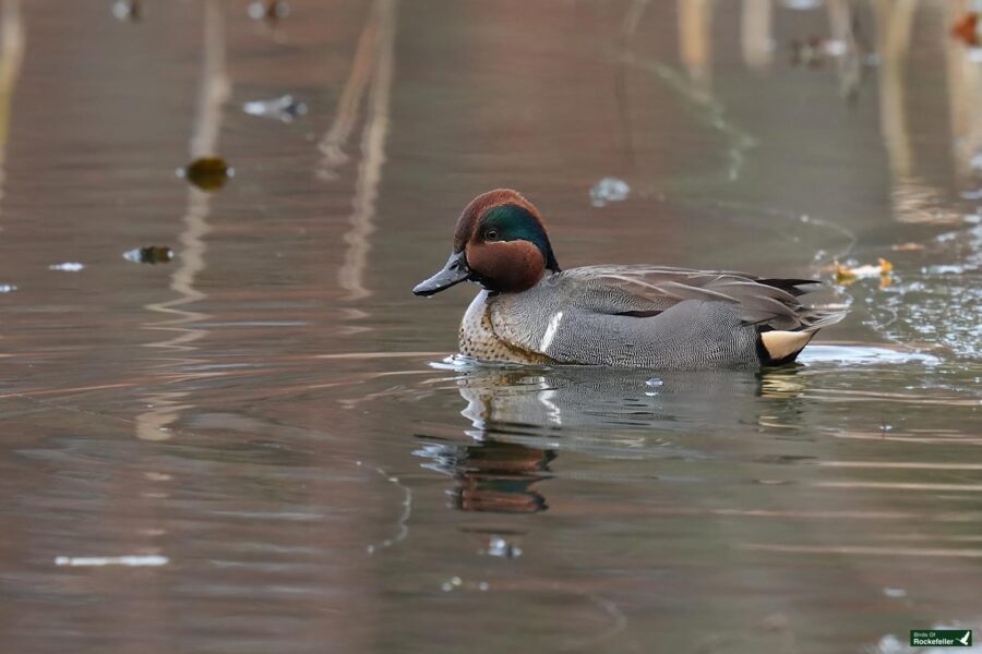 A green-winged teal duck with brown and green head feathers swims on a calm pond with reeds in the background.