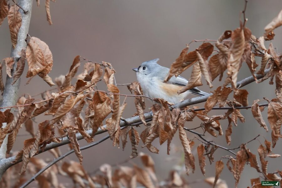 A tufted titmousel bird with gray and orange feathers perches on a branch surrounded by brown leaves.