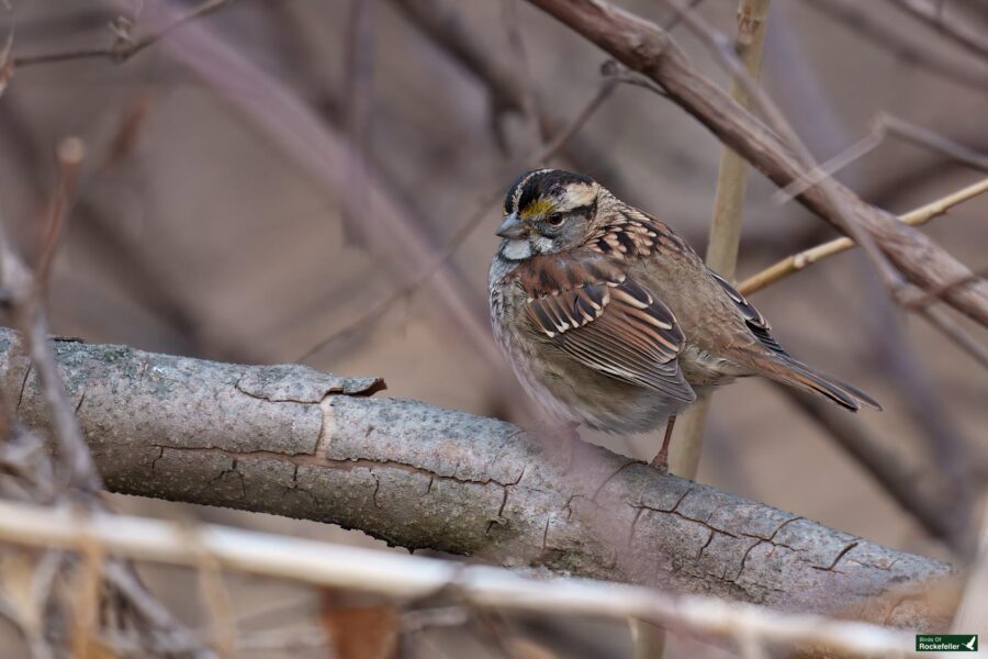 A white-thrated sparrow with brown and white feathers perched on a tree branch, surrounded by twigs.