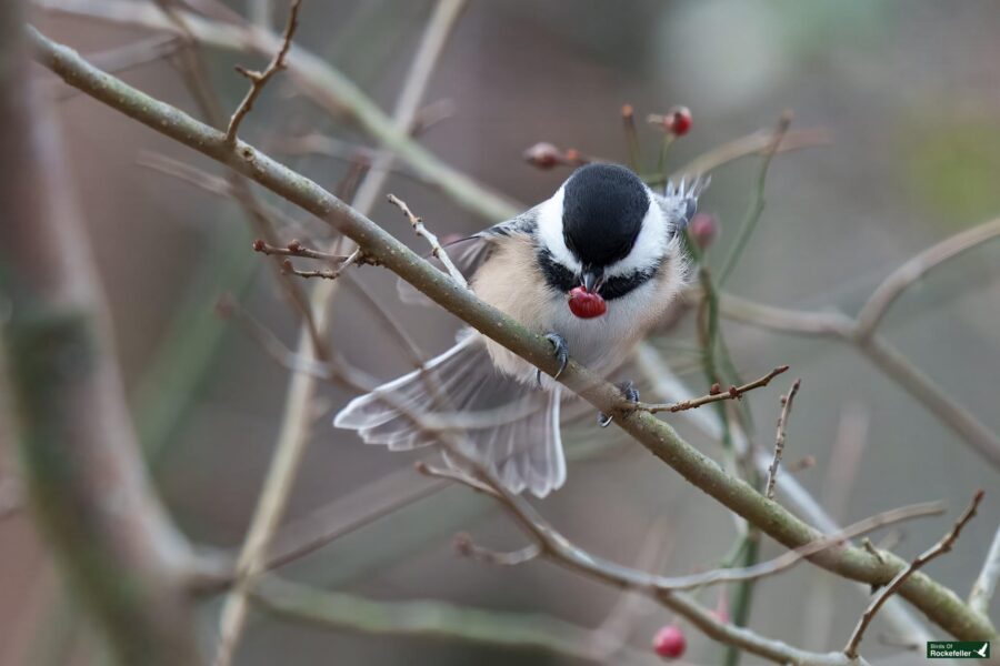 A black-capped chickadee with black and white feathers perches on a branch, holding a red berry in its beak.