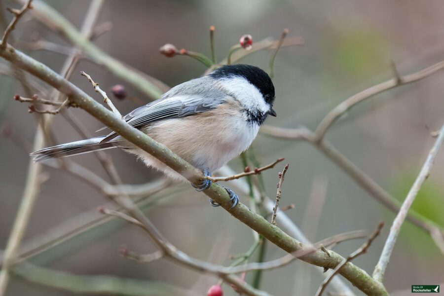 A black-capped chickadee with a black cap and gray wings perched on a branch with sparse berries.