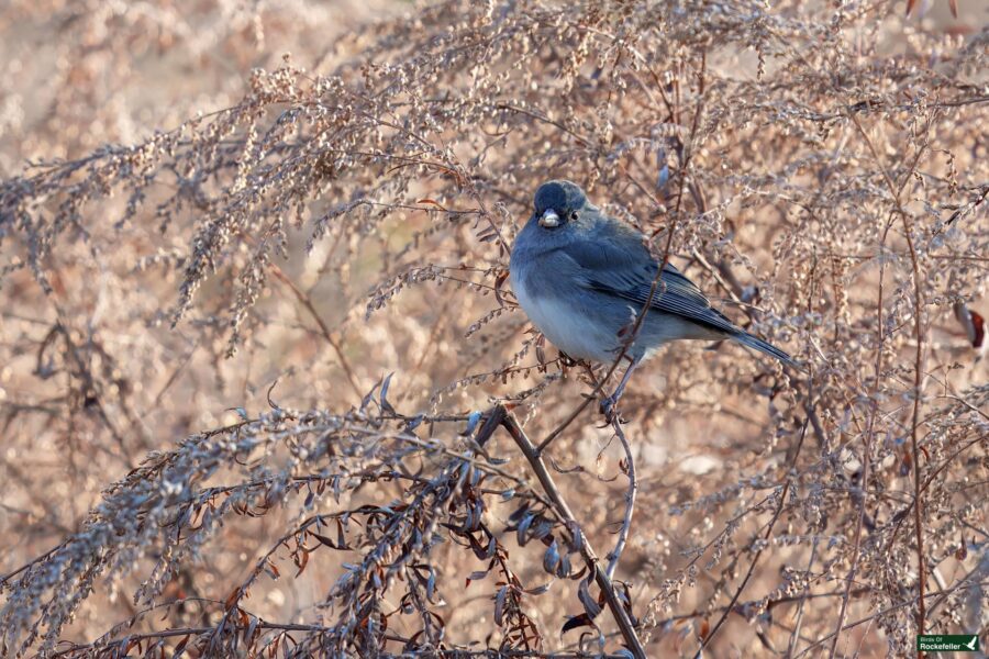 A dark-eyed junco bird perched on dried plants with sparse foliage in a natural setting.