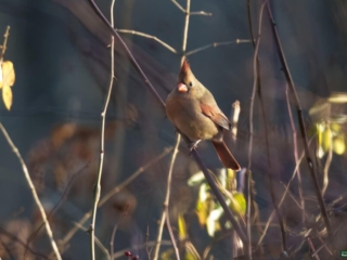 BOR - 12-04-24 - 0061920 A female cardinal perched on a branch surrounded by bare twigs and a few yellow leaves.