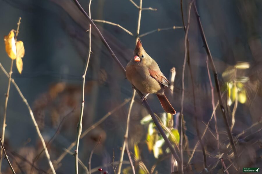 A female cardinal perched on a branch surrounded by bare twigs and a few yellow leaves.