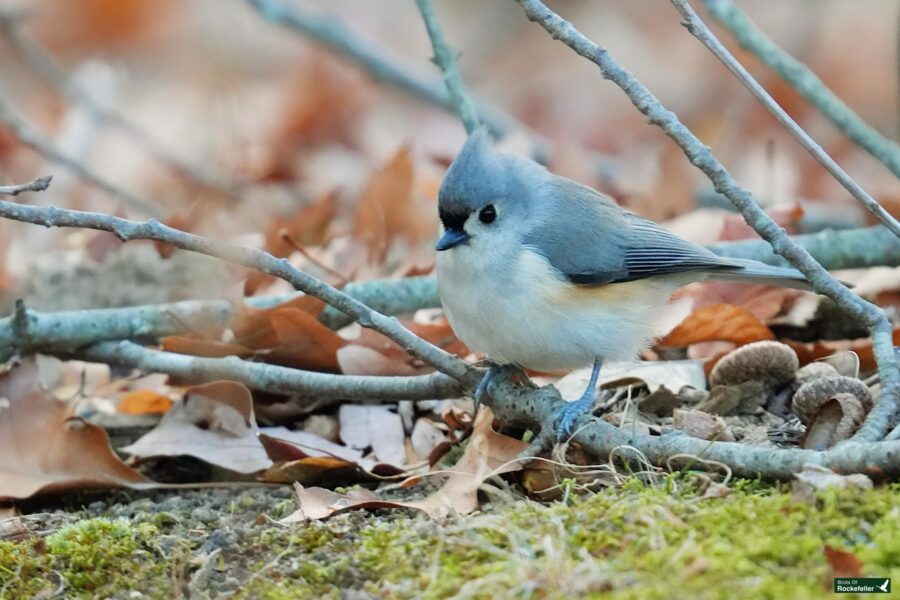 A small bird with grey feathers perches on a branch amidst fallen leaves and acorns.