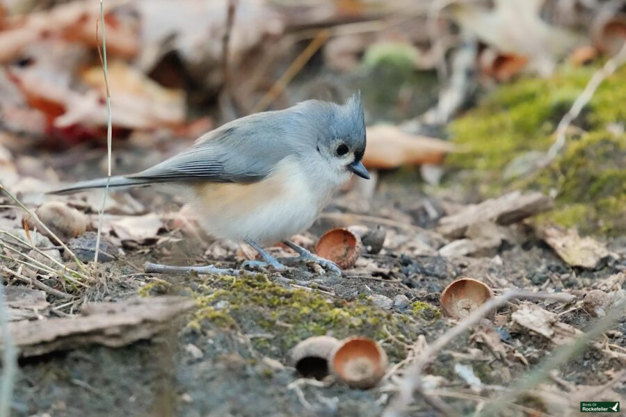 A small bird with grey and white feathers is perched on the ground among scattered acorn caps and fallen leaves.