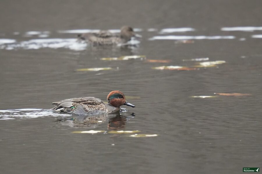 Two ducks swim in a calm lake. The foreground duck has a brown head and gray body, while the other is blurry and further away.