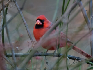 BOR - 12-08-2024 - 0031920 A bright red cardinal perched on a branch, eating seeds amidst a backdrop of twigs and foliage.