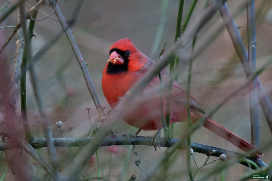 A bright red cardinal perched on a branch, eating seeds amidst a backdrop of twigs and foliage.