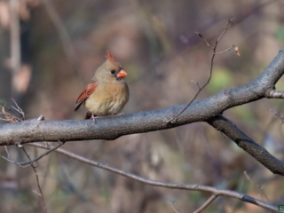 BOR - 12-08-2024 - 0061920 A female cardinal with a brown body and red-tinted wings sits on a branch against a blurred natural background.