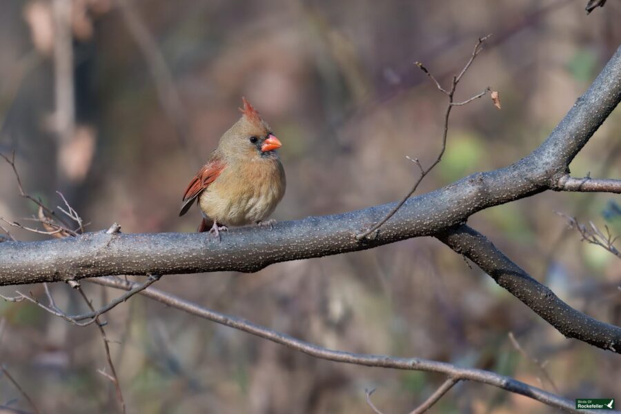 A female cardinal with a brown body and red-tinted wings sits on a branch against a blurred natural background.