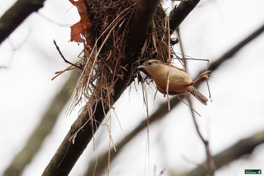 A small bird perches on a tangled, grassy nest attached to a tree branch against an overcast sky.