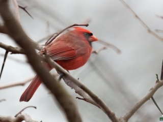BOR - 12-10-2024 - 0031920 A male cardinal perched on a bare tree branch, facing left with muted browns and grays in the background.